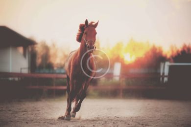 Designing Jumps to Prevent Horse Accidents