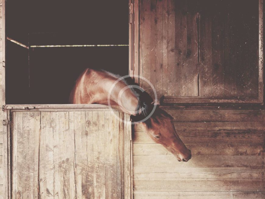 Feeding Horses For Competition